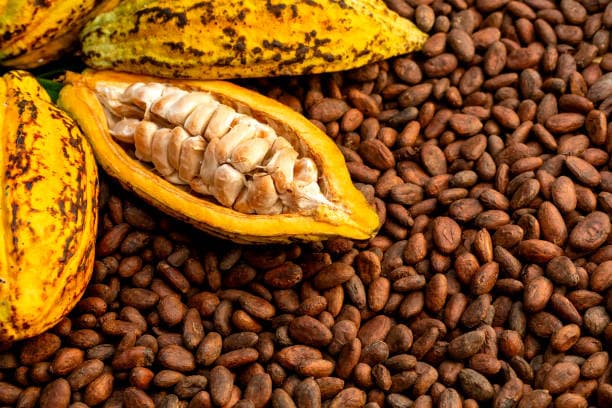 Cocoa Beans (Raw, Sun-Dried & Fermented)